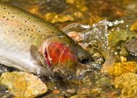 trout