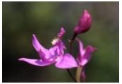 for the love of peat (native orchids)