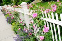 flower and fence
