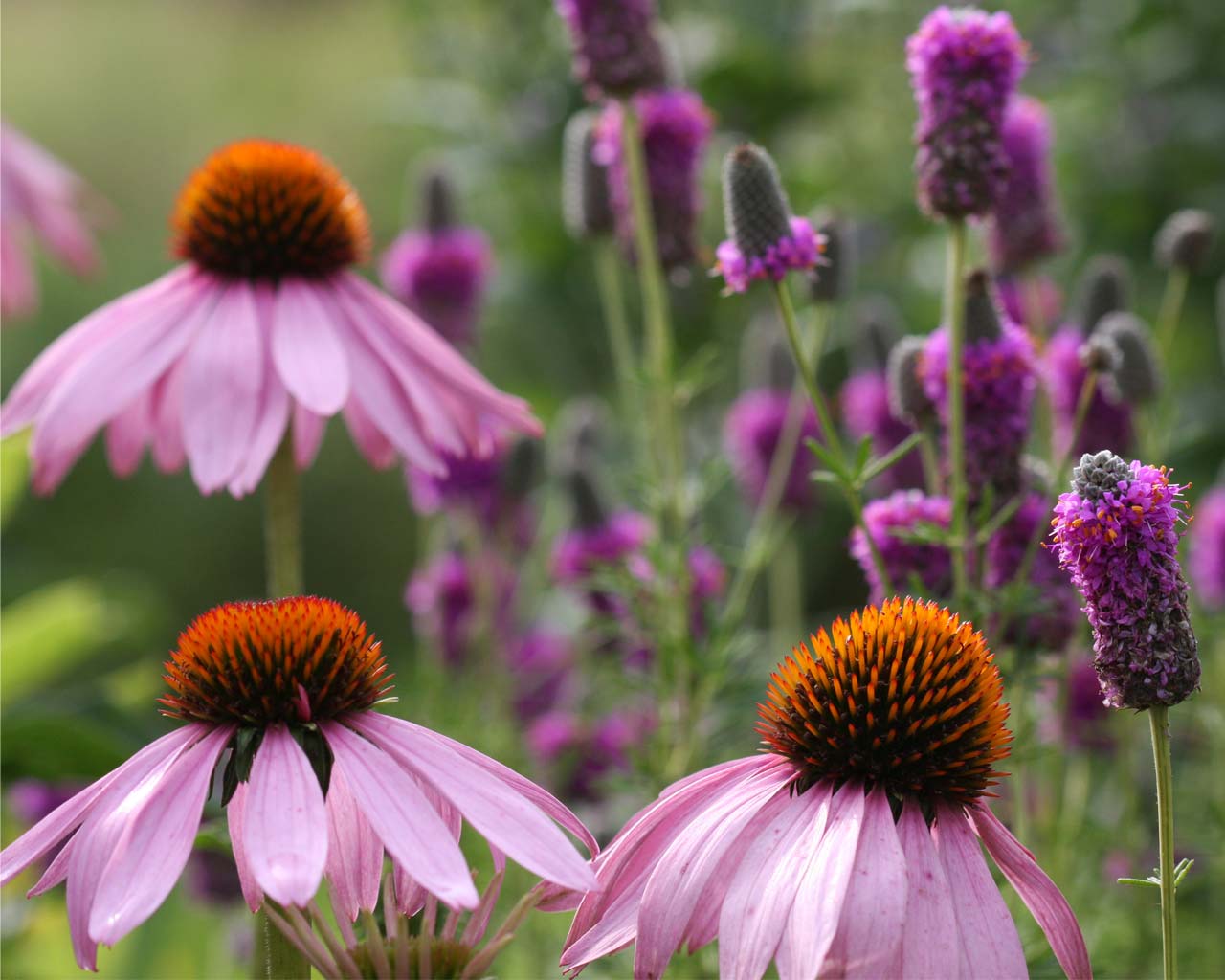 Wildflowers / Fleurs sauvages
