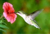 Ruby-throated hummingbird