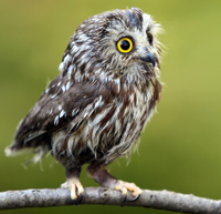 Pygmy owl