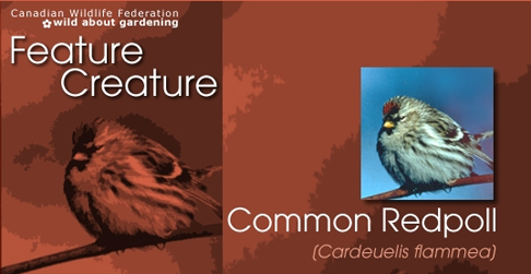 Redpoll