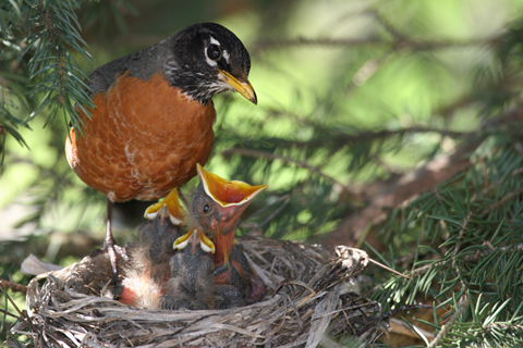 Robin with young