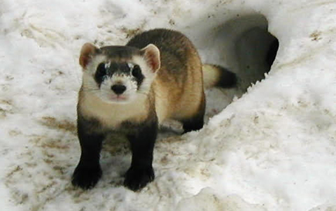 Black-footed ferret