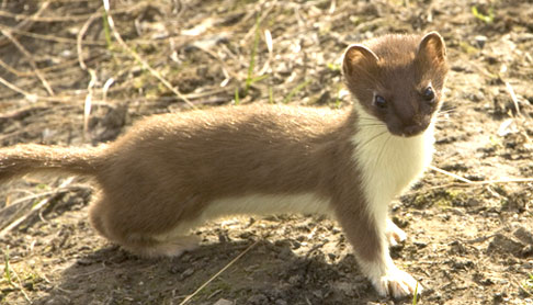 http://www.cwf-fcf.org/assets/images/wildlife/fauna/mammals/creature-ermine.jpg