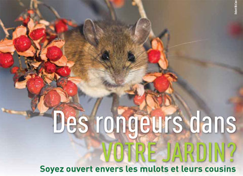 Des Rongeurs