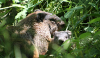 Groundhog