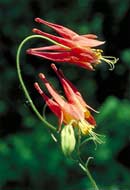 Columbine blossoms