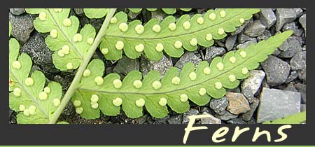 Ferns