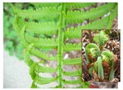 Ferns