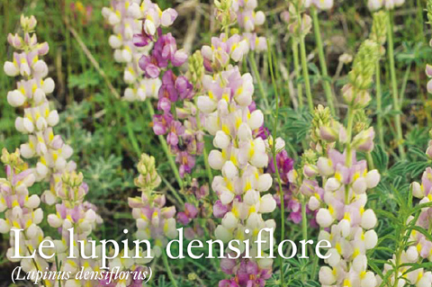 Le Lupine Densiflore