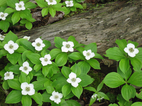 white flower