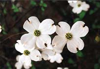 Dogwood+flower+bc