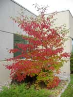 Pagoda+dogwood+shrub