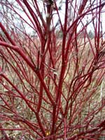 Grey+dogwood+shrub