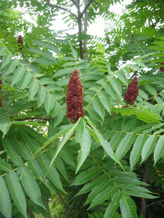 Canadian Wildlife Federation The Staghorn Sumac And Its Canadian Cousin,How To Store Basil After Picking