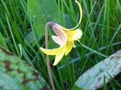 Trout Lily