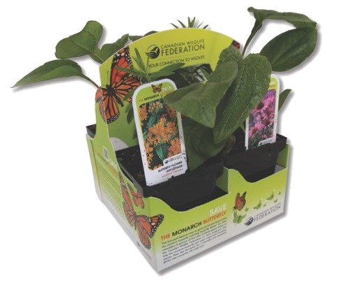 Pollinator Plant Pack