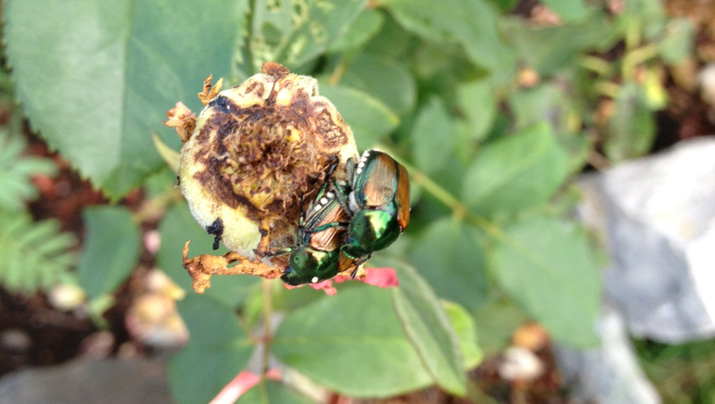 Bugs on roses