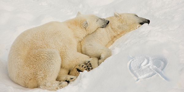 bears sleeping