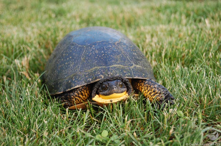 Blanding's Turtle