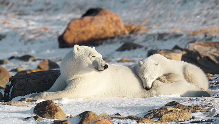Polar Bear