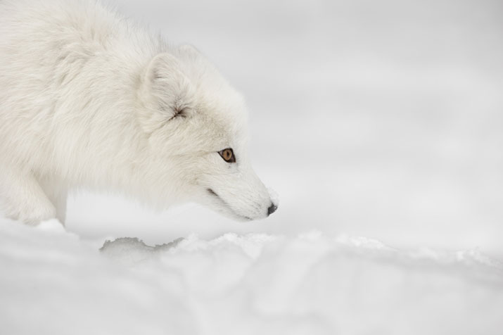 Arctic fox in winter