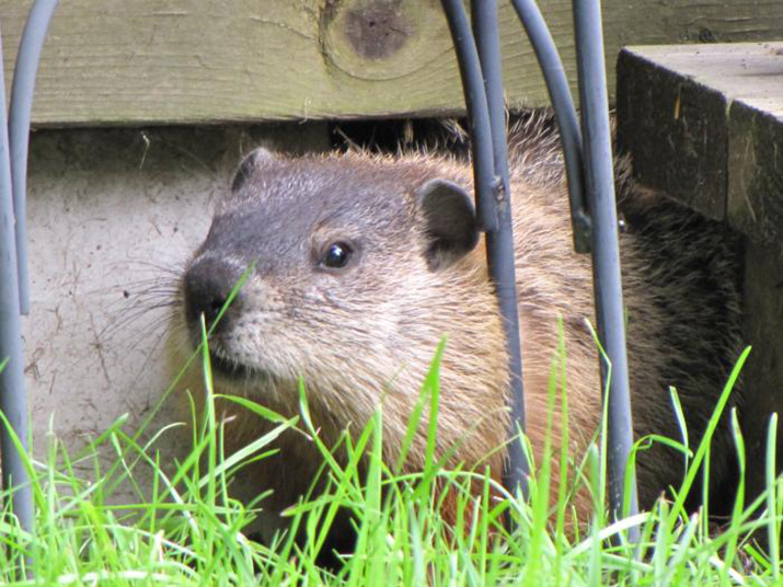 Canadian Wildlife Federation: I have a groundhog in my ...