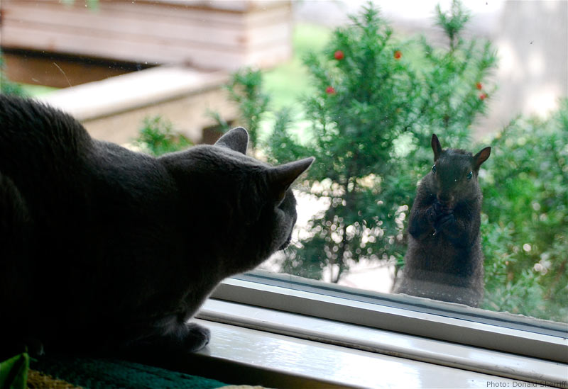 Cat looking at a squirrel through a window