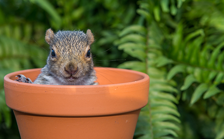 baby-squirrel-plant-pot