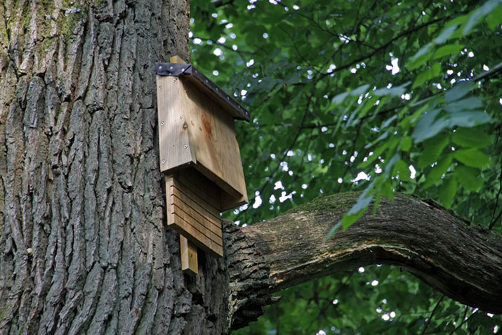 bat house on tree