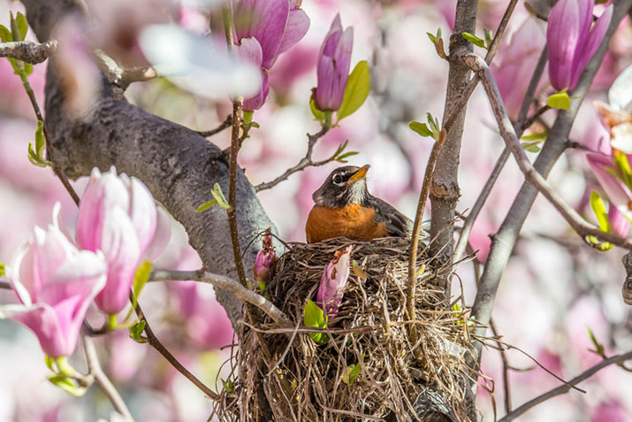 American Robin