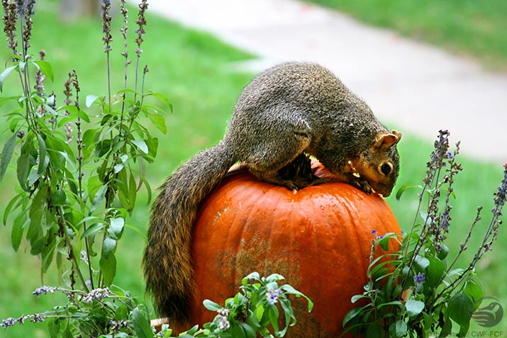 Squirrel on a pumpkin