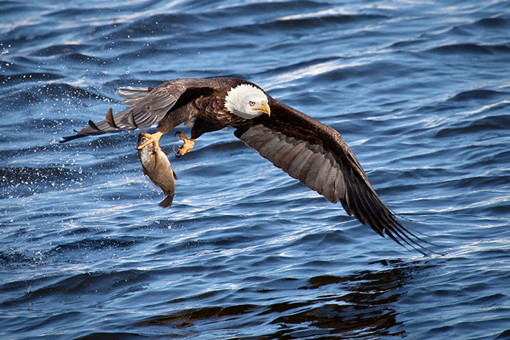 bald eagle with catch