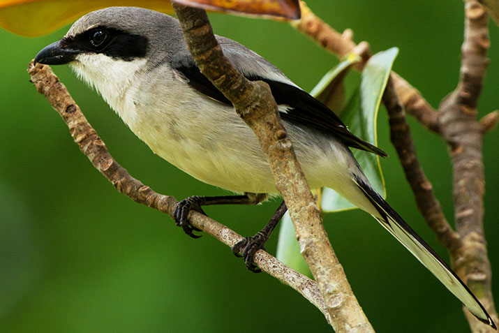 loggerhead shrike