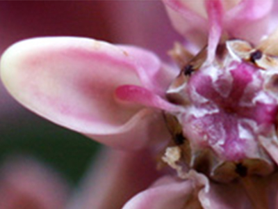 pink flower