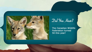 Canadian Wildlife Federation: About The Canadian Wildlife Federation