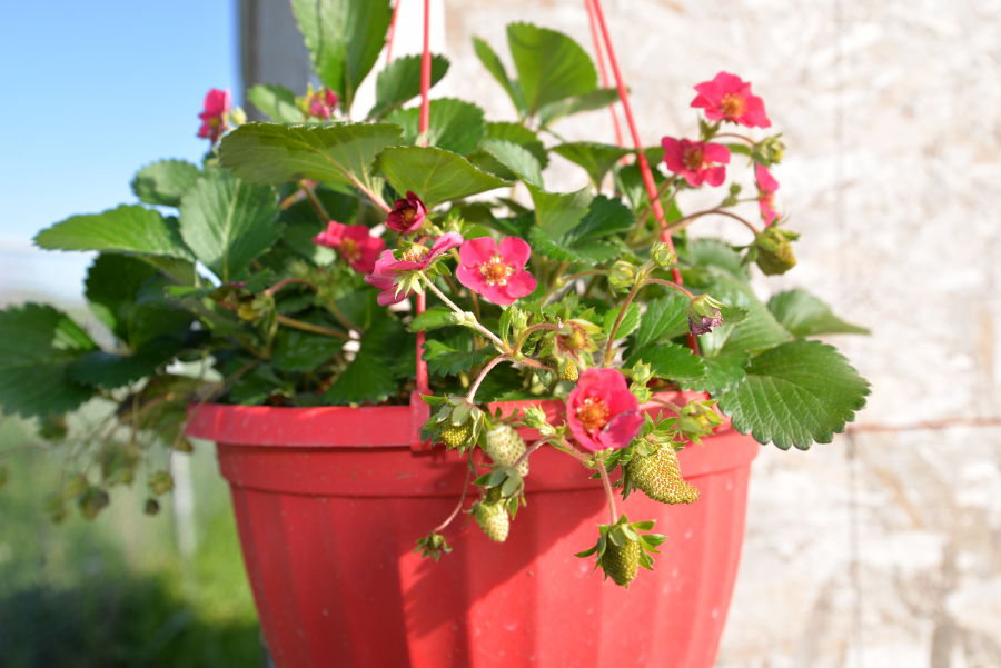 hanging pot red