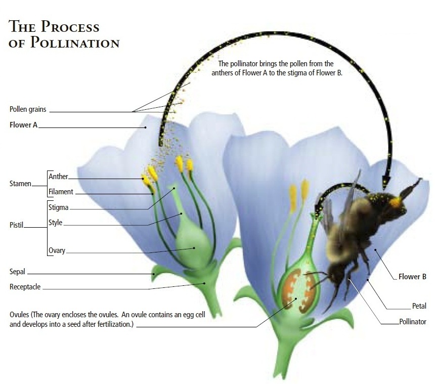 Canadian Wildlife Federation The Science of Pollination Primer