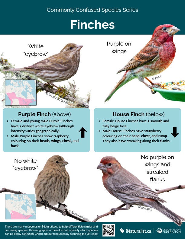 commonly confused species,commonly confused species