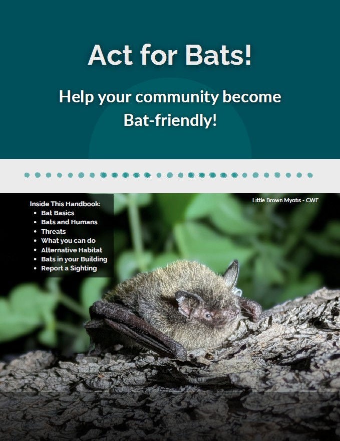 Act for Bats!