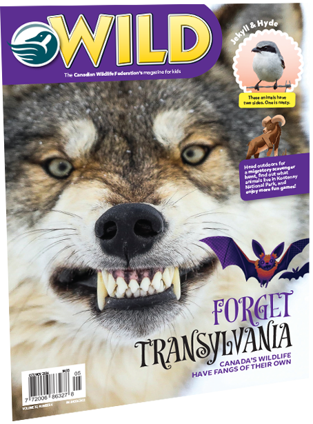 wild magazine cover
