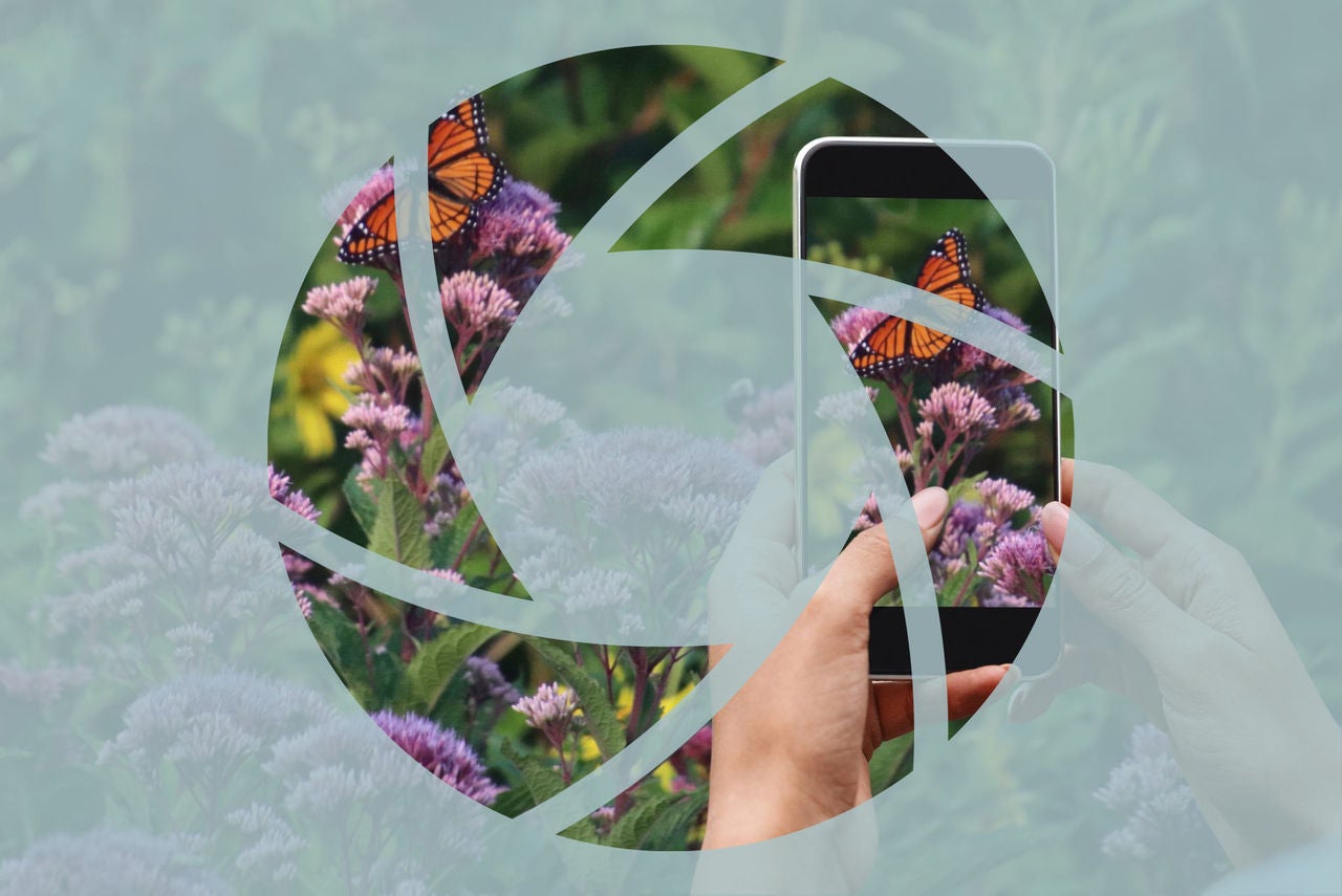 inaturalist