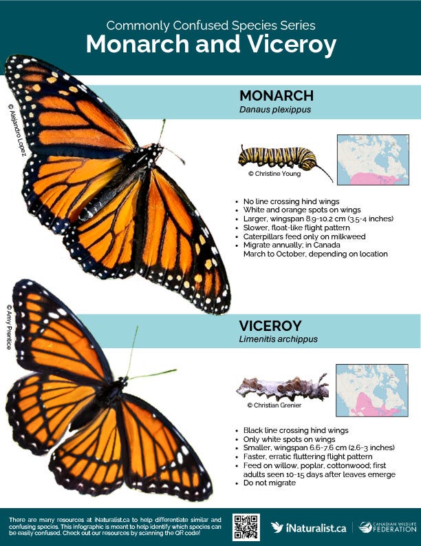 commonly confused species,commonly confused species