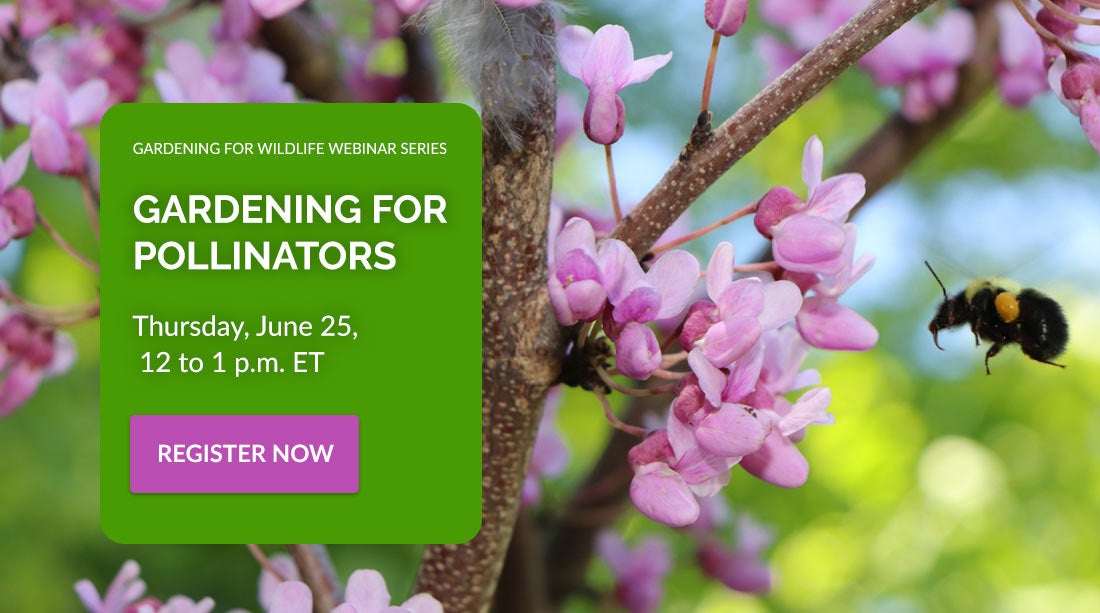 gardening for pollinators