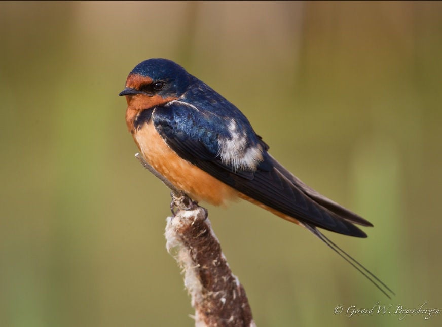 Barn Swallow_Gerard W. Beyersbergen_2.jpg