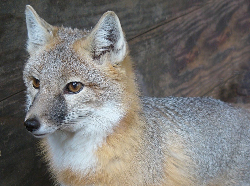 swift-fox-800.jpg