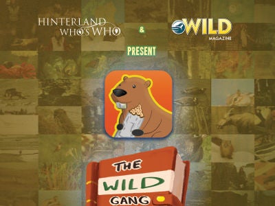 wild gang ad