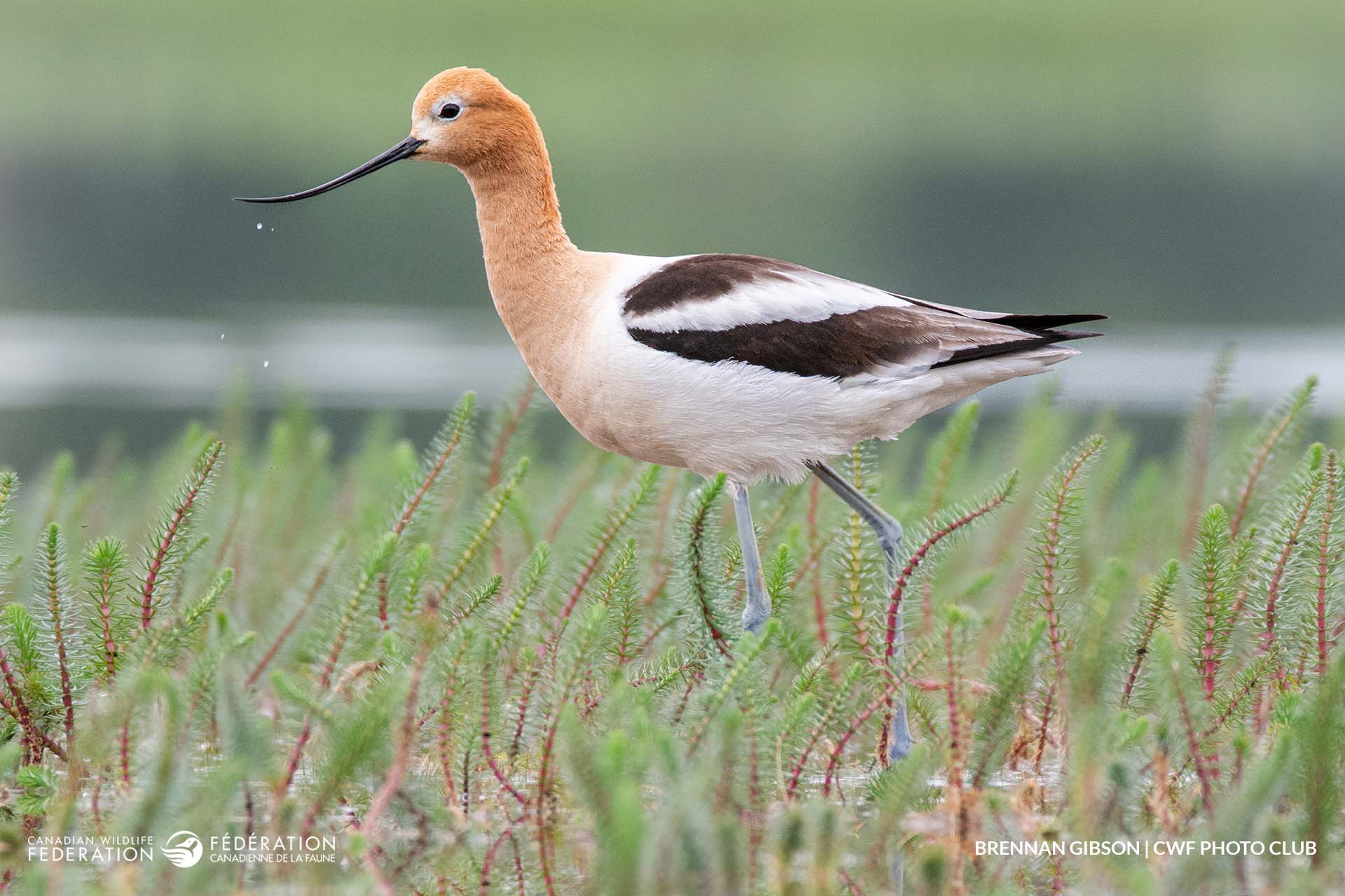 curlew